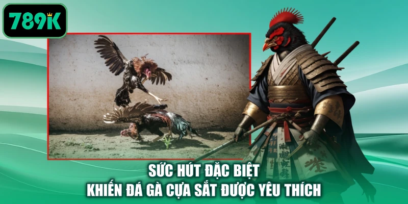 Sức hút đặc biệt khiến đá gà cựa sắt được yêu thích